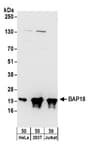 Detection of human BAP18 by western blot.