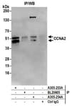 Detection of human CCNA2 by western blot of immunoprecipitates.