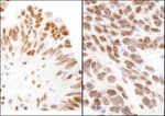Detection of human and mouse CBX3 by immunohistochemistry.