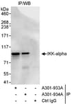 Detection of human IKK-alpha by western blot of immunoprecipitates.