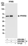 Detection of human PFKFB3 by western blot of immunoprecipitates.