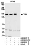 Detection of human TNIK by western blot of immunoprecipitates.