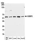 Detection of human G3BP2 by western blot.