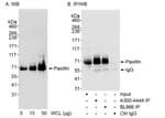 Detection of human Paxillin by western blot and immunoprecipitation.