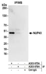 Detection of human NUP43 by western blot of immunoprecipitates.