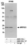 Detection of human MRPS23 by western blot of immunoprecipitates.