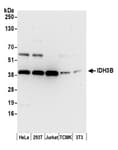 Detection of human and mouse IDH3B by western blot.