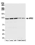Detection of human and mouse ARS2 by western blot.