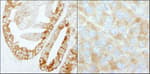Detection of human and mouse FASN by immunohistochemistry.