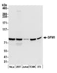Detection of human and mouse GFM1 by western blot.