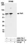 Detection of human Paf1 by western blot of immunoprecipitates.