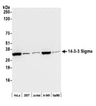Detection of human 14-3-3 Sigma by western blot.