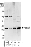 Detection of human PSME1 by western blot.
