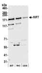 Detection of human KIF7 by western blot.