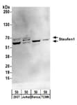 Detection of human and mouse Staufen1 by western blot.