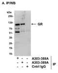 Detection of mouse GR by western blot of immunoprecipitates.