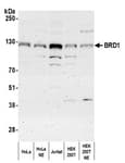 Detection of human BRD1 by western blot.