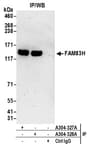 Detection of human FAM83H by western blot of immunoprecipitates.