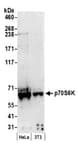 Detection of human and mouse p70S6K by western blot.