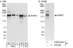 Detection of human and mouse PHRF1 by western blot (h&amp;m) and immunoprecipitation (h).