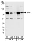 Detection of human and mouse BRF1 by western blot.