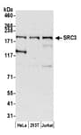 Detection of human SRC3 by western blot.