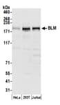 Detection of human BLM by western blot.