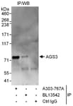 Detection of human AGS3 by western blot of immunoprecipitates.