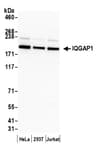 Detection of human IQGAP1 by western blot.