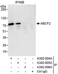 Detection of human ABCF2 by western blot of immunoprecipitates.