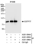 Detection of human CSTF77 by western blot of immunoprecipitates.
