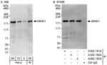 Detection of human and mouse MINK1 by western blot (h&amp;m) and immunoprecipitation (h).