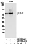 Detection of human CLGN by western blot of immunoprecipitates.