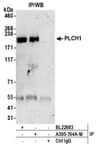 Detection of human PLCH1 by western blot of immunoprecipitates.