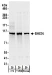 Detection of mouse DHX36 by western blot.