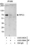 Detection of human RPC3 by western blot of immunoprecipitates.
