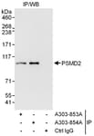 Detection of human PCMD2 by western blot of immunoprecipitates.