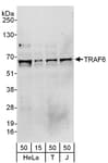 Detection of human TRAF6 by western blot.