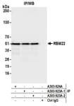 Detection of human RBM22 by western blot of immunoprecipitates.