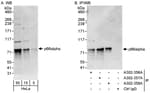 Detection of human p66alpha by western blot and immunoprecipitation.