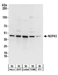 Detection of human and mouse NUP43 by western blot.
