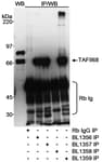 Detection of human TAFII68 by western blot and immunoprecipitation.