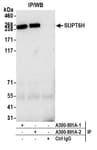 Detection of human SUPT6H by western blot of immunoprecipitates.