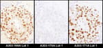 Detection of mouse HDGF by immunohistochemistry.