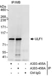 Detection of human ULF1 by western blot of immunoprecipitates.