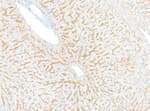 Detection of mouse EGFR by immunohistochemistry.