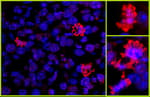 Detection of mouse Histone H3 by immunohistochemistry.