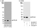 Detection of human and mouse RPL26 by western blot (h and m) and immunoprecipitation (m).