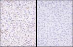 Detection of mouse Phospho-SMC3 (S1083) by immunohistochemistry.