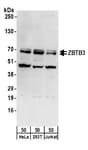 Detection of human ZBTB3 by western blot.